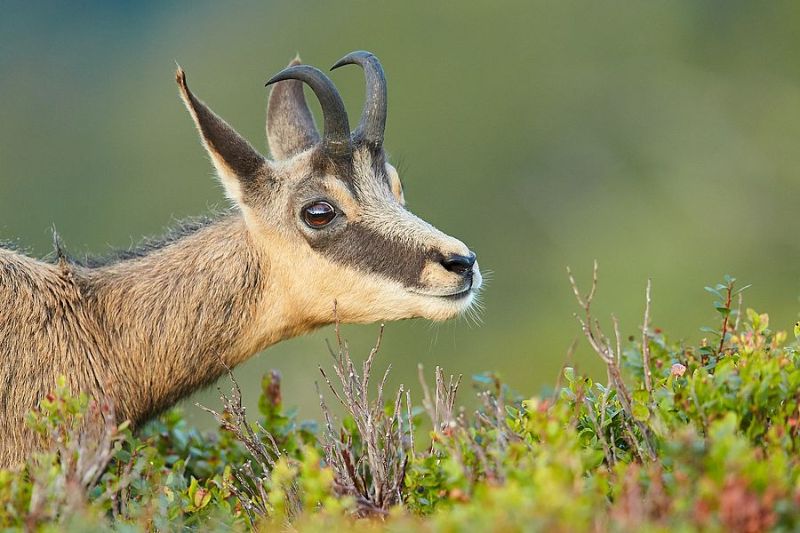 Chamois in climate change - Sciena